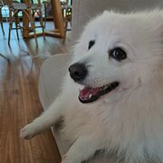 Home Owner wanting sitter in Brisbane, Queensland