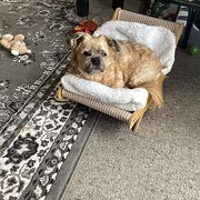 Home Owner wanting sitter in Devonport, Tasmania