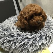 Home Owner wanting sitter in Melbourne, Victoria