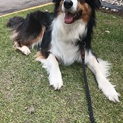 Home Owner wanting sitter in , Victoria