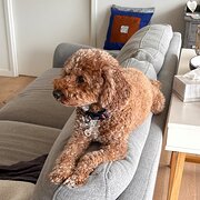 Home Owner wanting sitter in Melbourne, Victoria