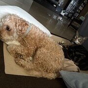 Home Owner wanting sitter in , Queensland