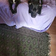 Home Owner wanting sitter in Bunbury, Western Australia