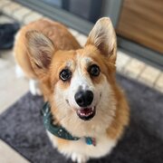 Home Owner wanting sitter in Brisbane, Queensland