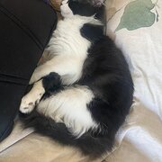 Home Owner wanting sitter in Adelaide, South Australia