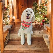 Home Owner wanting sitter in Adelaide , South Australia