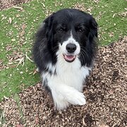 Home Owner wanting sitter in Adelaide , South Australia