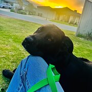 Home Owner wanting sitter in , Western Australia