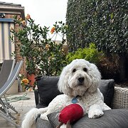 Home Owner wanting sitter in Melbourne , Victoria