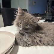 Home Owner wanting sitter in , New South Wales