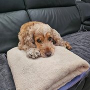 Home Owner wanting sitter in Gosford, New South Wales