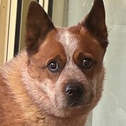 Home Owner wanting sitter in Bendigo , Victoria