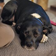 Home Owner wanting sitter in Wollongong, New South Wales