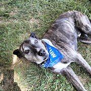 Home Owner wanting sitter in Hobart, Tasmania