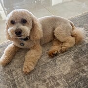 Home Owner wanting sitter in Perth, Western Australia