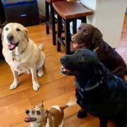 Home Owner wanting sitter in Warrnambool , Victoria