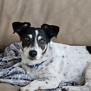 Home Owner wanting sitter in Bunbury, Western Australia