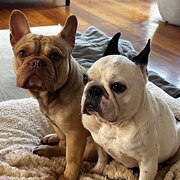 Home Owner wanting sitter in , Western Australia