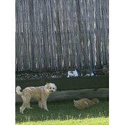 Home Owner wanting sitter in Gympie, Queensland