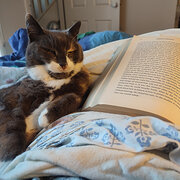 Home Owner wanting sitter in Melbourne, Victoria