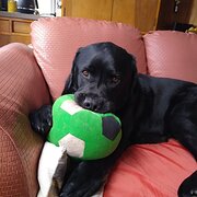 Home Owner wanting sitter in Hobart, Tasmania