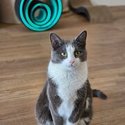 Home Owner wanting sitter in , Western Australia