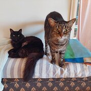 Home Owner wanting sitter in Sunshine Coast , Queensland