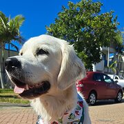 Home Owner wanting sitter in Brisbane, Queensland