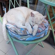 Home Owner wanting sitter in Brisbane , Queensland