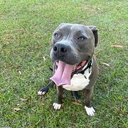 Home Owner wanting sitter in , Queensland