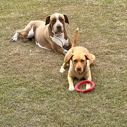 Home Owner wanting sitter in Brisbane , Queensland