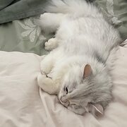 Home Owner wanting sitter in , Victoria