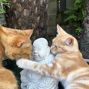 Home Owner wanting sitter in Hobart, Tasmania