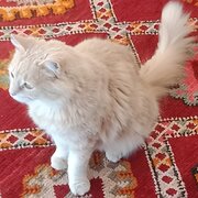 Home Owner wanting sitter in Bega, New South Wales