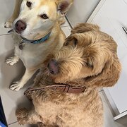 Home Owner wanting sitter in Adelaide, South Australia