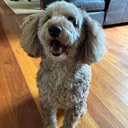 Home Owner wanting sitter in Sydney , New South Wales