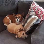 Home Owner wanting sitter in Atherton, Queensland