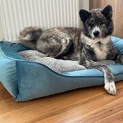 Home Owner wanting sitter in Melbourne, Victoria