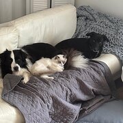 Home Owner wanting sitter in , Queensland