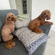 Home Owner wanting sitter in Brisbane , Queensland