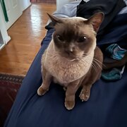 Home Owner wanting sitter in Brisbane, Queensland