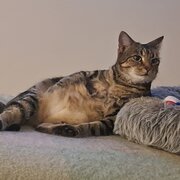 Home Owner wanting sitter in Brisbane , Queensland