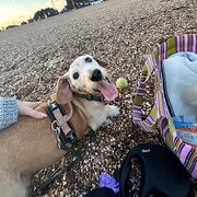 House Sitter - Holly 