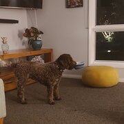 Home Owner wanting sitter in Brisbane, Queensland