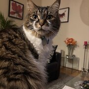 Home Owner wanting sitter in , New South Wales