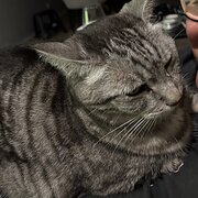 Home Owner wanting sitter in Brisbane, Queensland