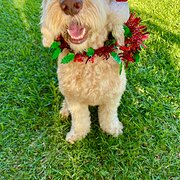 Home Owner wanting sitter in Brisbane , Queensland