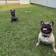 Home Owner wanting sitter in , Queensland