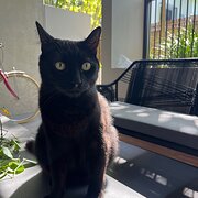 Home Owner wanting sitter in Brisbane, Queensland