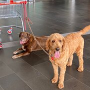 Home Owner wanting sitter in brisbane, Queensland